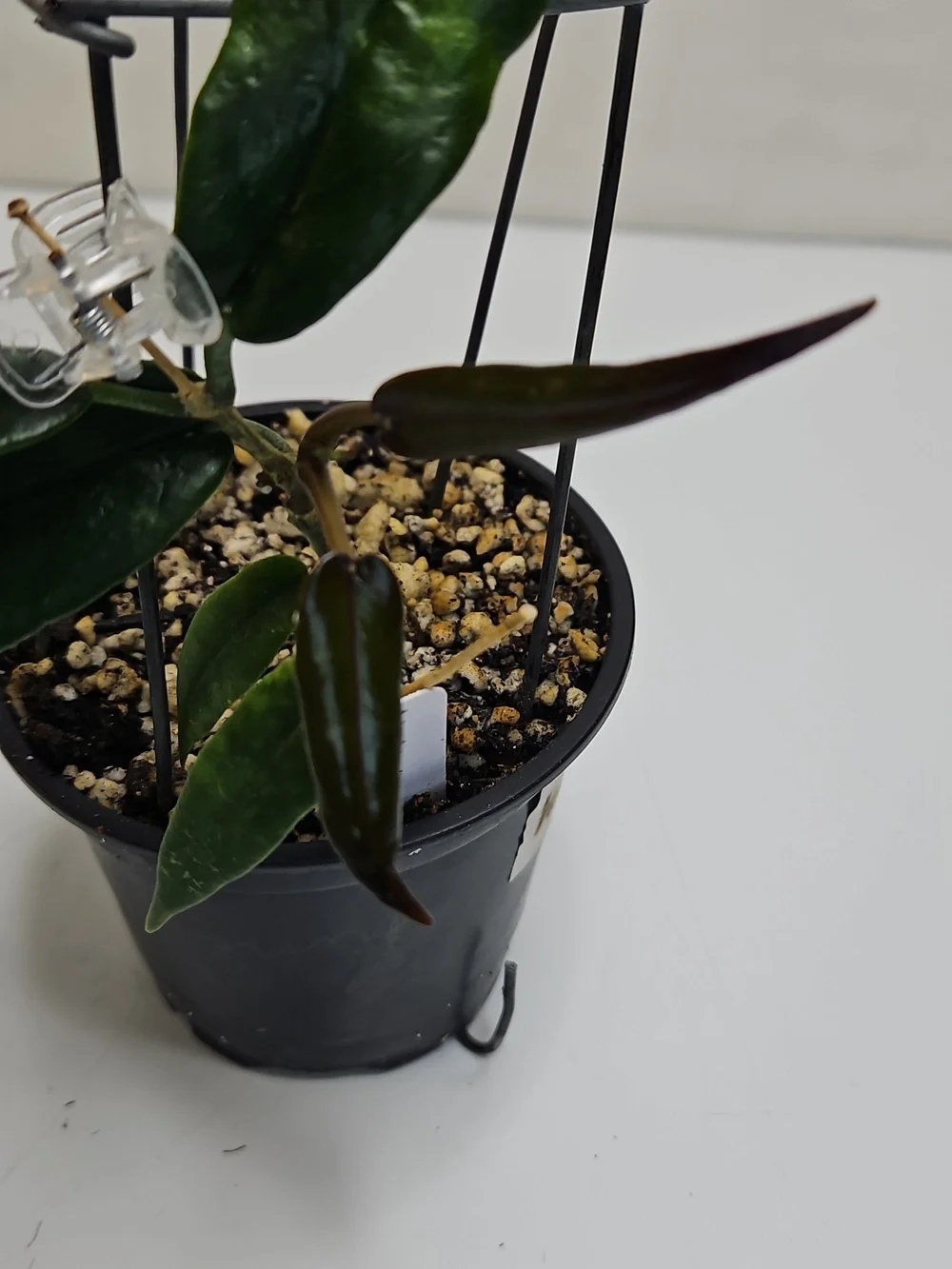 Dark Green Hoya KAIMUKI Indoor Potted Plant with Support Cage